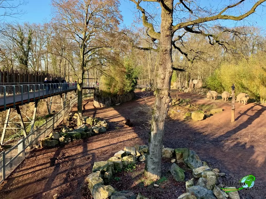 Breitmaul-Nashorn im Zoo Osnabrück - 2019
