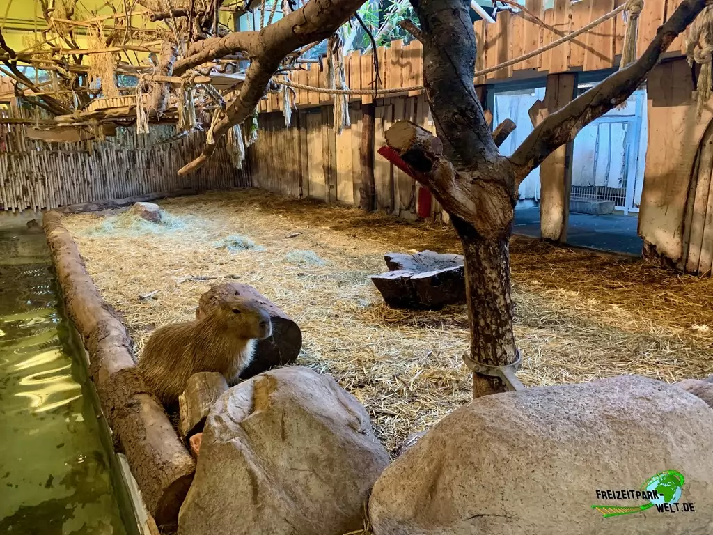Wasserschwein / Capybara im Zoo Osnabrück - 2019
