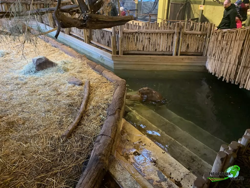 Wasserschwein / Capybara im Zoo Osnabrück - 2019