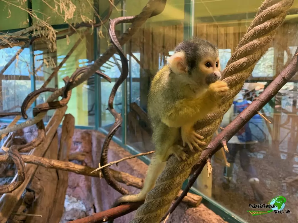 Totenkopfaffe im Zoo Osnabrück - 2019