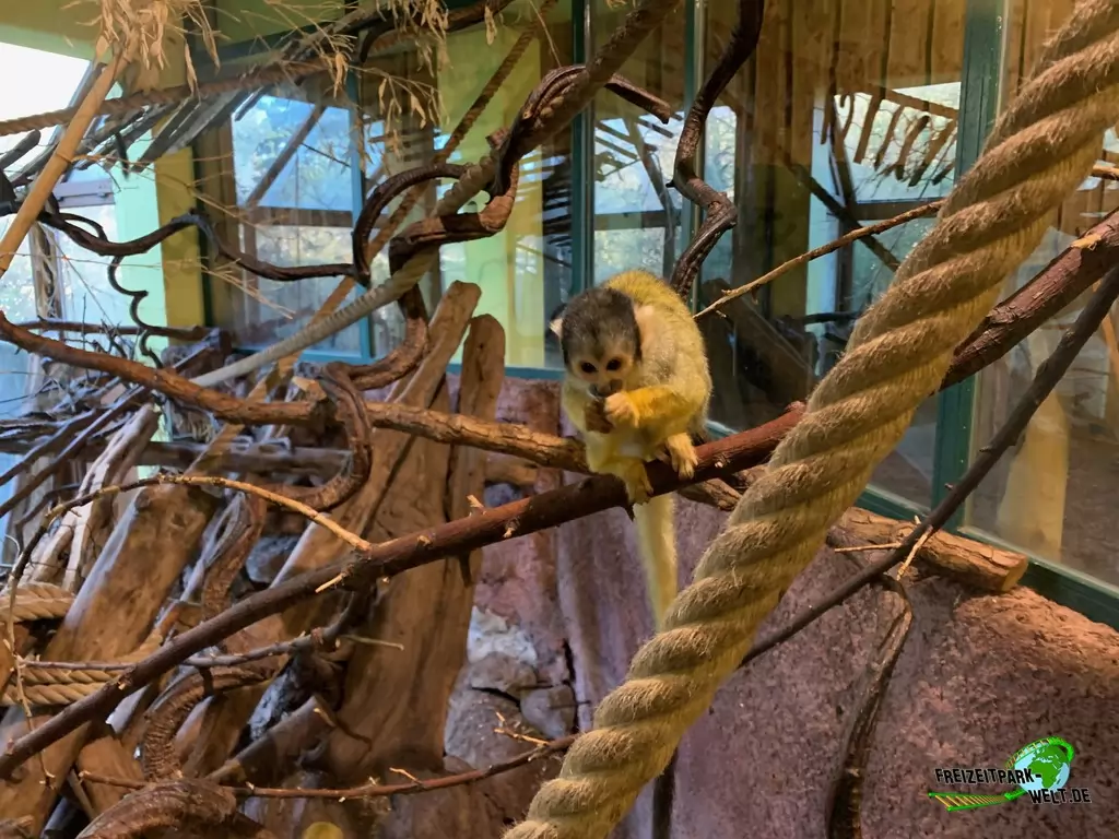 Totenkopfaffe im Zoo Osnabrück - 2019