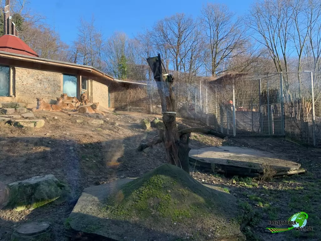 Berberlöwe im Zoo Osnabrück - 2019: Auch die Löwen ziehen bald in den neuen Bereich Mapungubwe