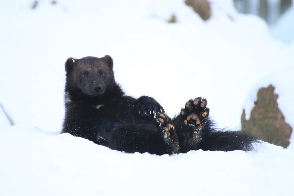 ZooOS_Geschenkepacken für die Tiere_07122023.JPG
