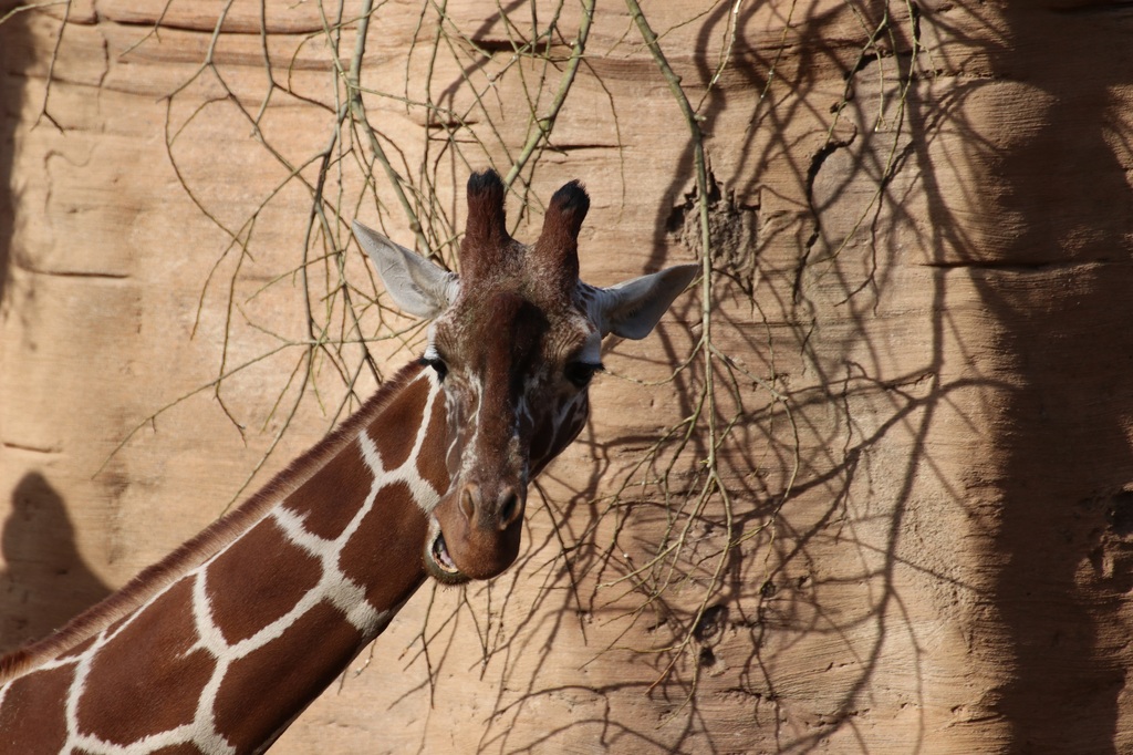 ZooOS_Giraffe 15122023.jpg