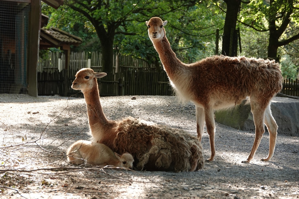 ZooOS_NiedersächsischeZootageB.JPG
