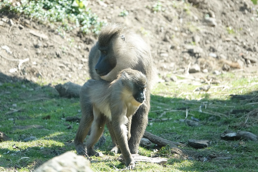 ZooOS_Drilltag_28042025.jpg