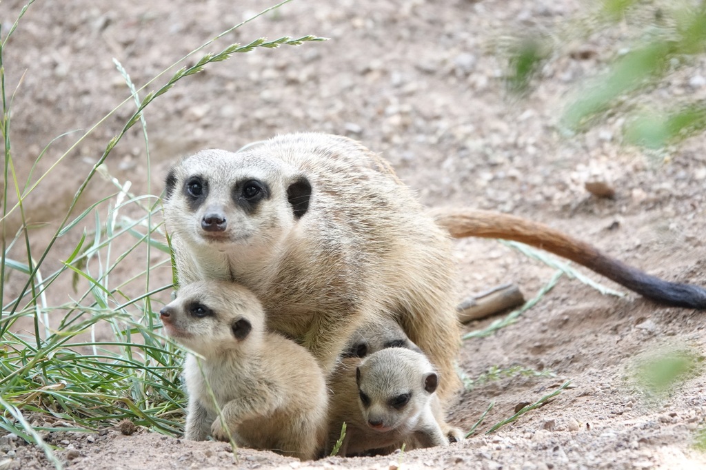 ZooOS_NachwuchsimZoo_B.jpg