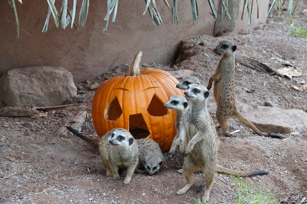ZooOS_HalloweenundHerbstferienprogramm_A.JPG