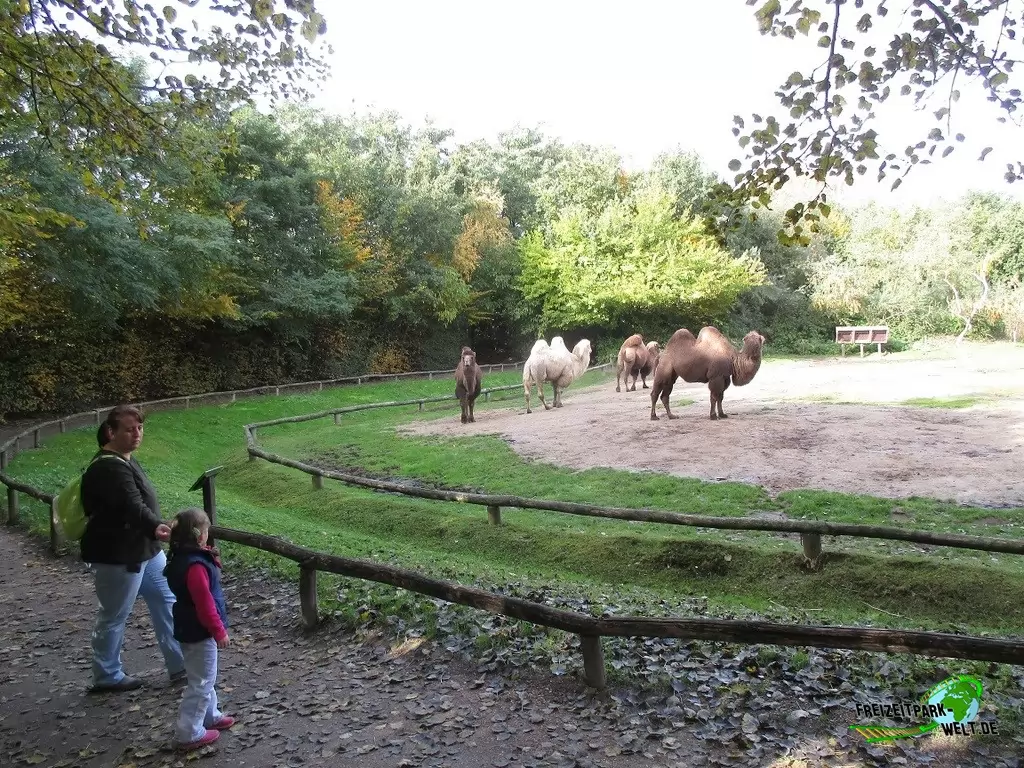 Trampeltier im Zoo Parc Overloon - 2015