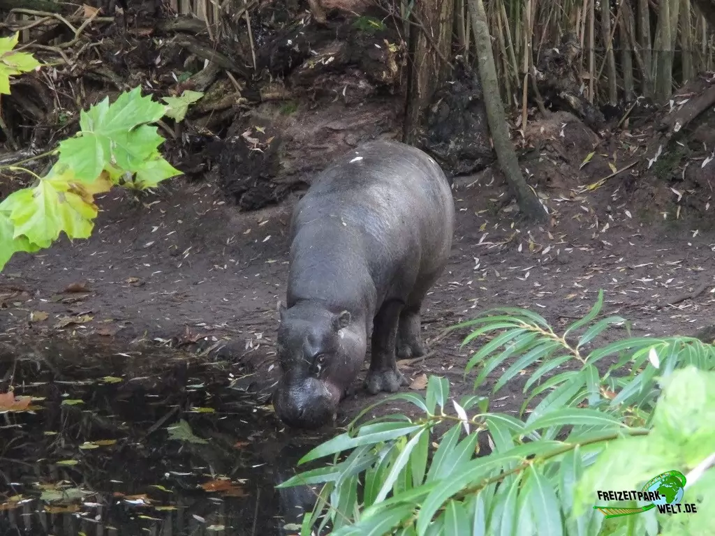 Zwergflusspferd im Zoo Parc Overloon - 2015