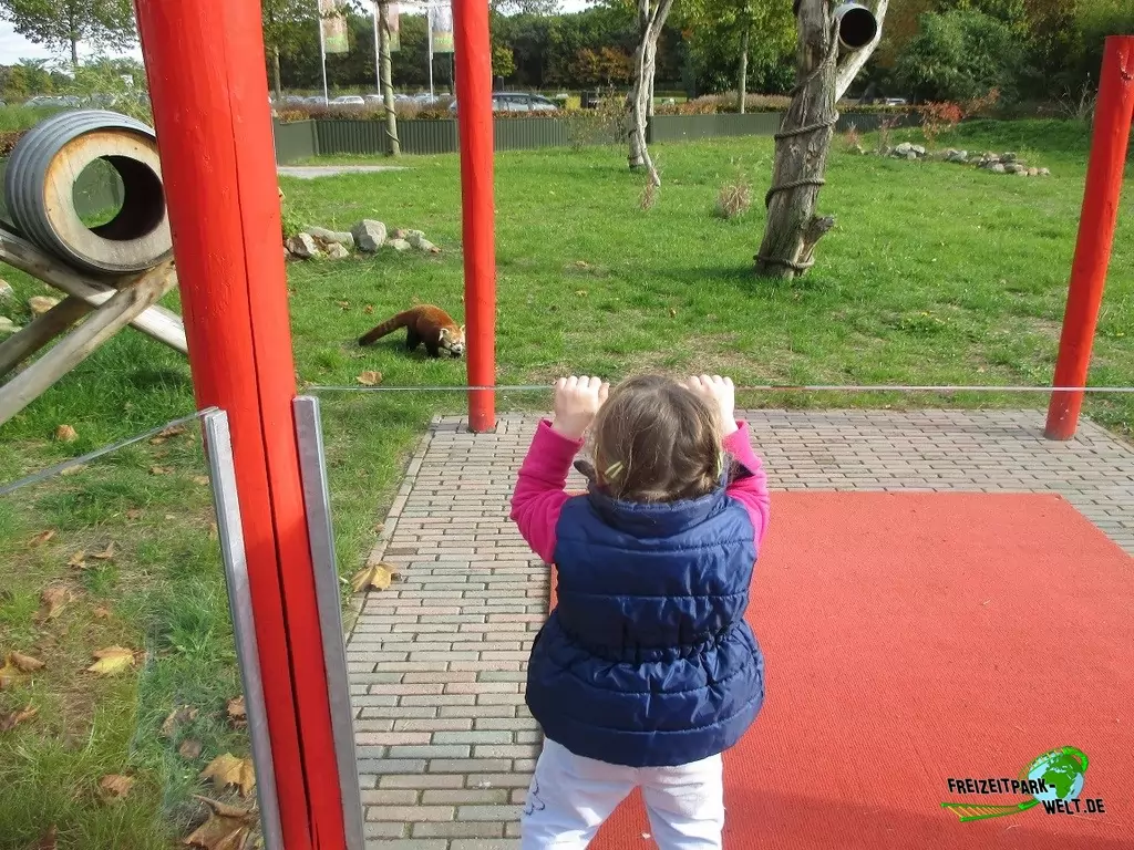 Kleiner Panda im Zoo Parc Overloon - 2015