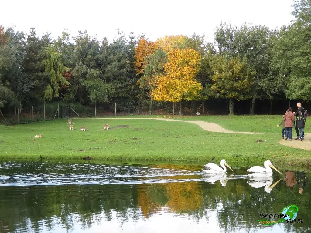 Benettkänguru im Zoo Parc Overloon - 2015