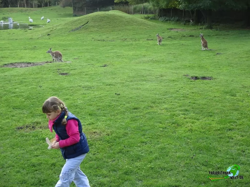 Benettkänguru im Zoo Parc Overloon - 2015