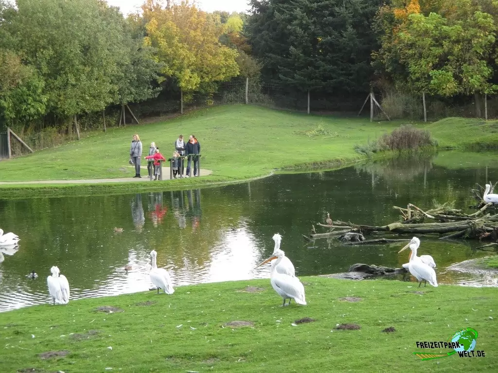 Benettkänguru im Zoo Parc Overloon - 2015