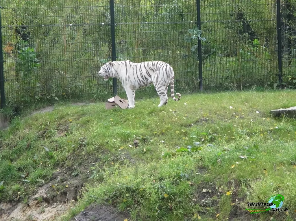 Sibirischer Tiger im Zoo Parc Overloon - 2015