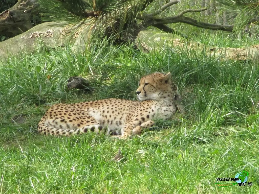 Gepard im Zoo Parc Overloon - 2015
