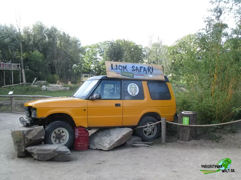 Berberlöwe im Zoo Parc Overloon - 2016