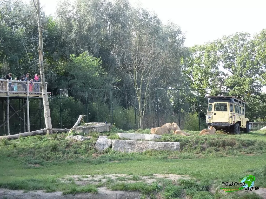 Berberlöwe im Zoo Parc Overloon - 2016