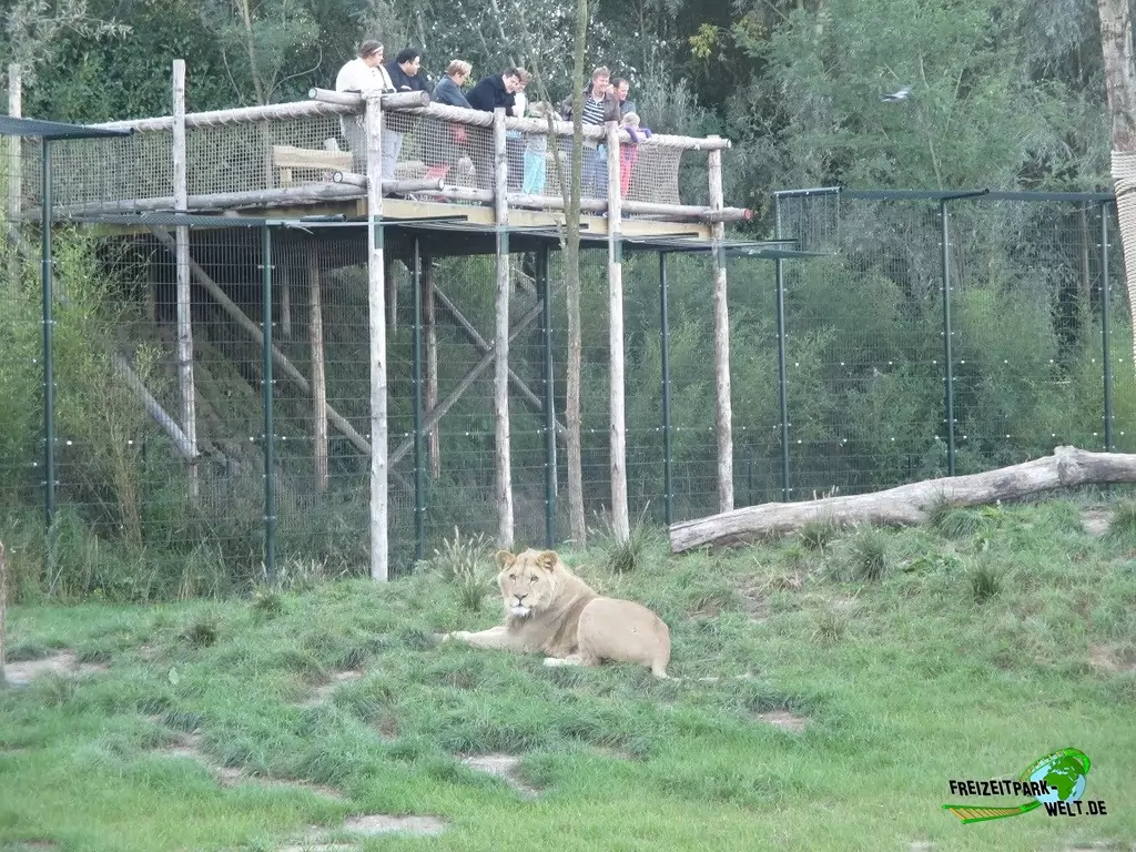 Berberlöwe im Zoo Parc Overloon - 2016
