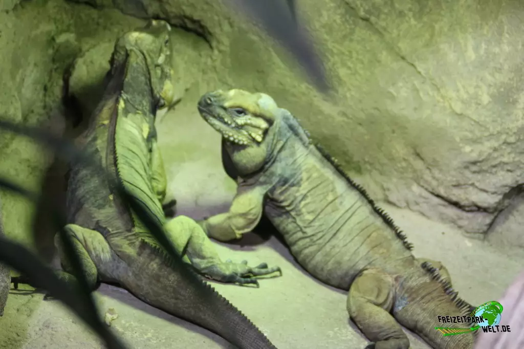 Hispaniola-Nashornleguan im Zoo Rostock - 2023