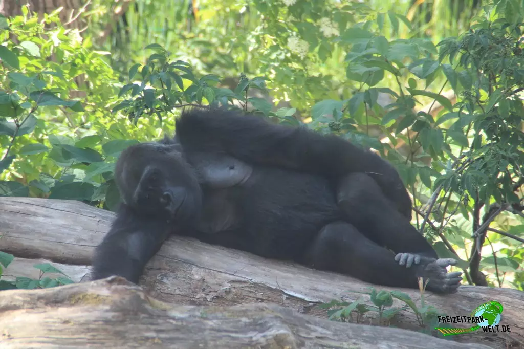 Westlicher Flachland-Gorilla im Zoo Rostock - 2023