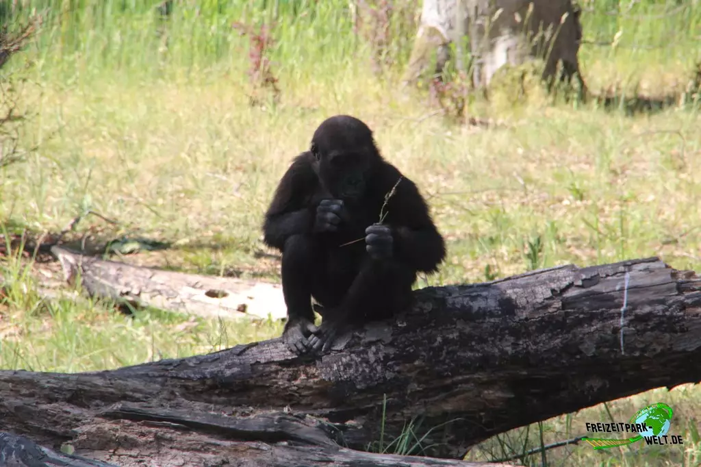 Westlicher Flachland-Gorilla im Zoo Rostock - 2023