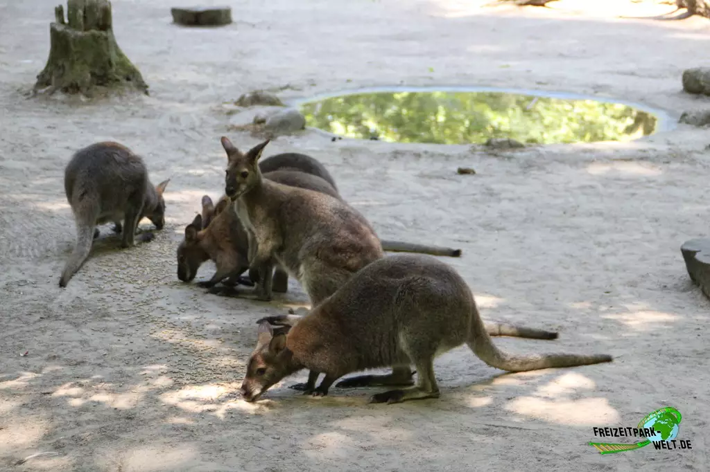 Benettkänguru im Zoo Rostock - 2023