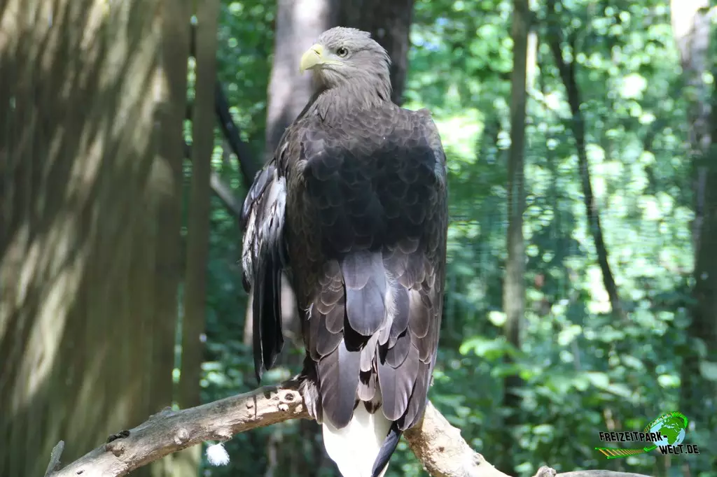 Seeadler im Zoo Rostock - 2023