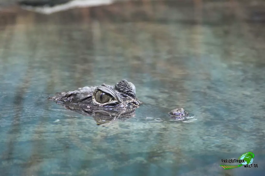 Kaiman im Zoo Rostock - 2023