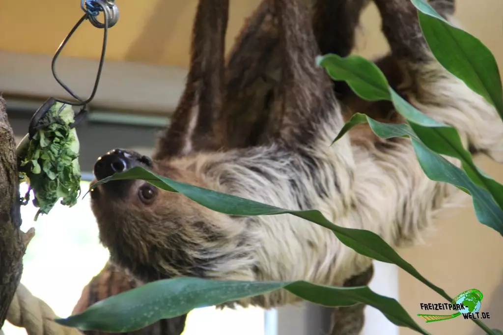 Zweifinger-Faultier im Zoo Rostock - 2023