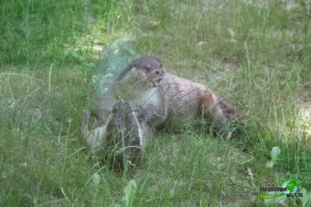 Fischotter im Zoo Rostock - 2023