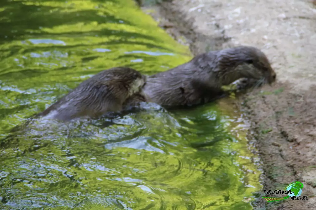 Fischotter im Zoo Rostock - 2023