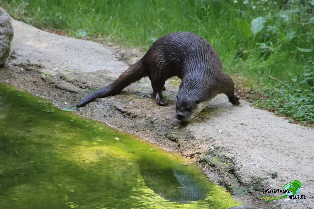 Fischotter im Zoo Rostock - 2023
