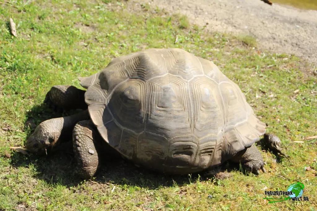 Galapagos-Riesenschildkröte im Zoo Rostock - 2023
