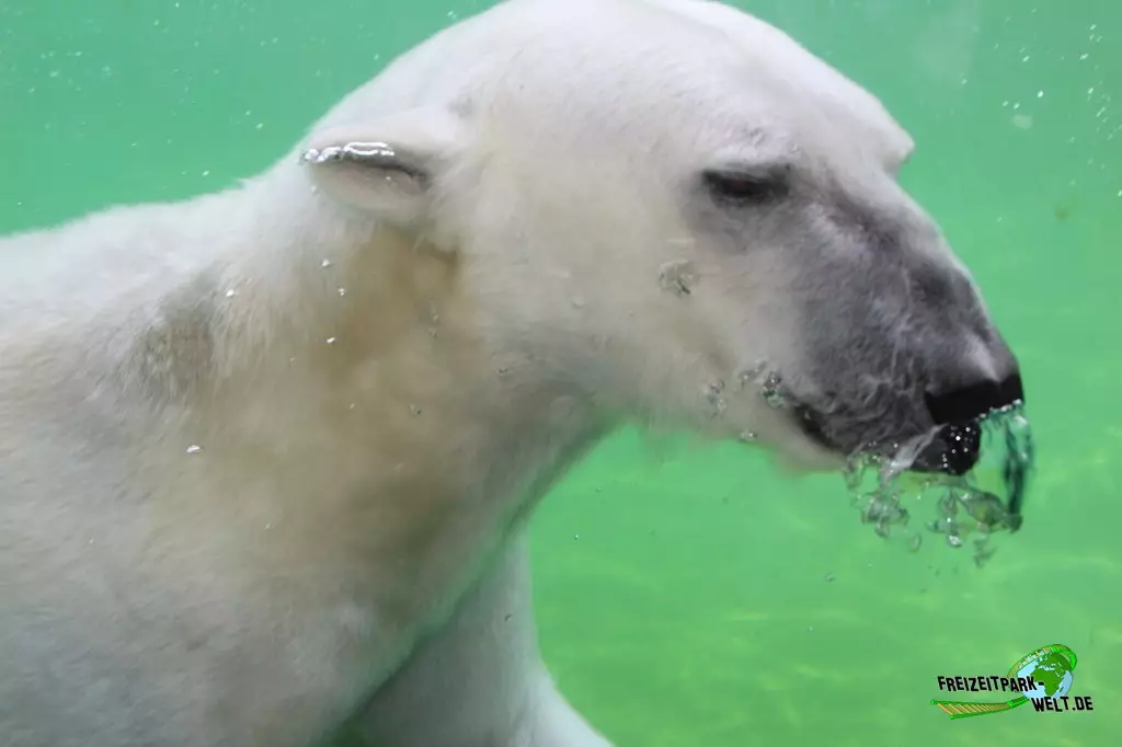Eisbär im Zoo Rostock - 2023