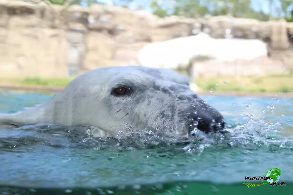 Eisbär im Zoo Rostock - 2023