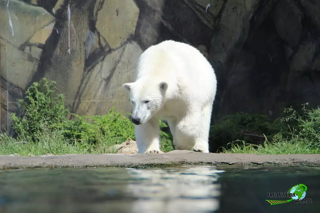 Eisbär im Zoo Rostock - 2023