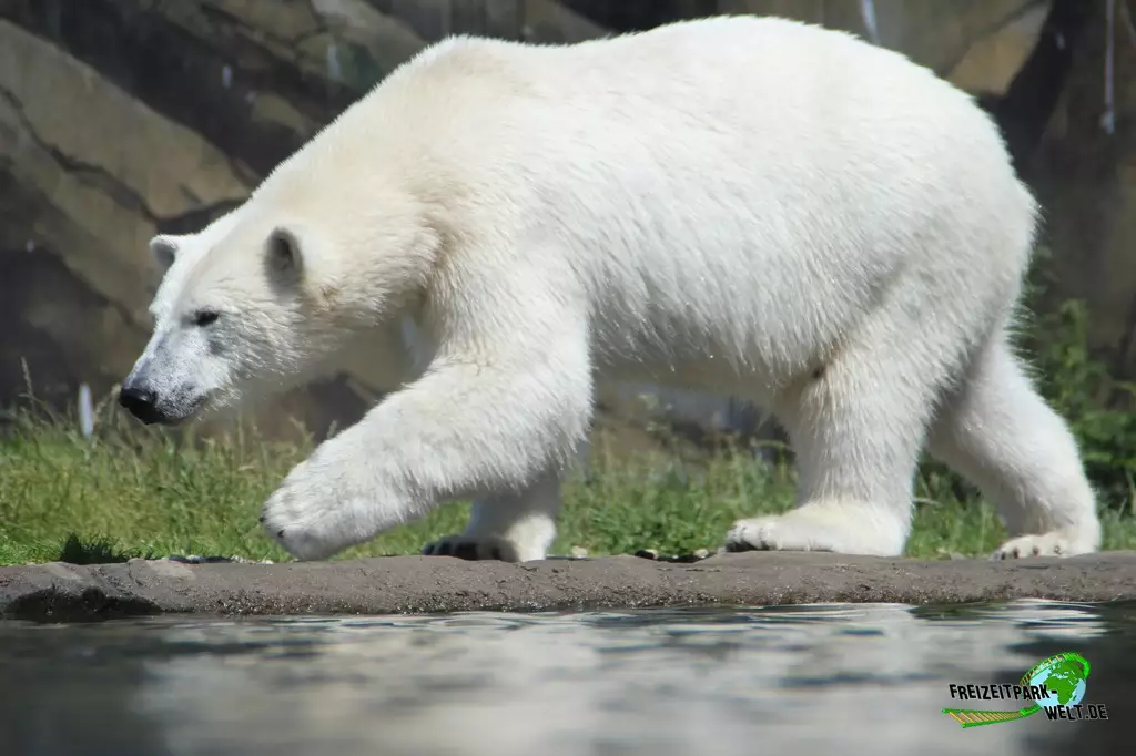 Eisbär im Zoo Rostock - 2023