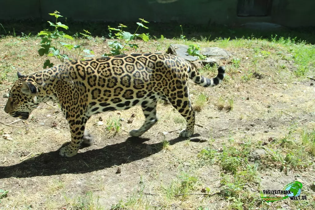 Schneeleopard im Zoo Rostock - 2023