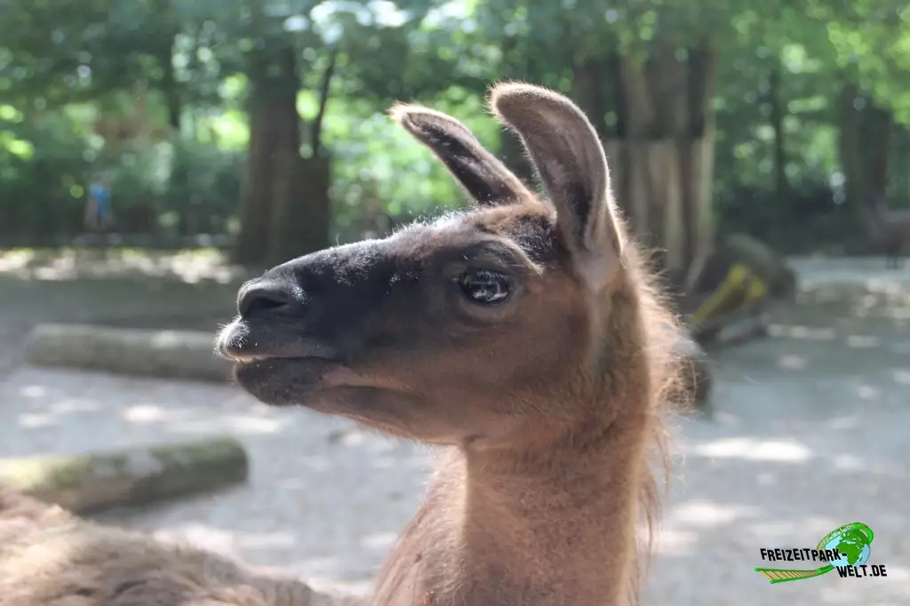 Lama im Zoo Rostock - 2023