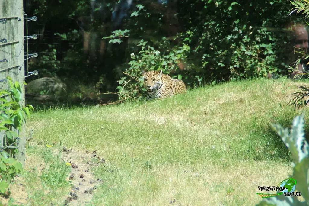 Schneeleopard im Zoo Rostock - 2023