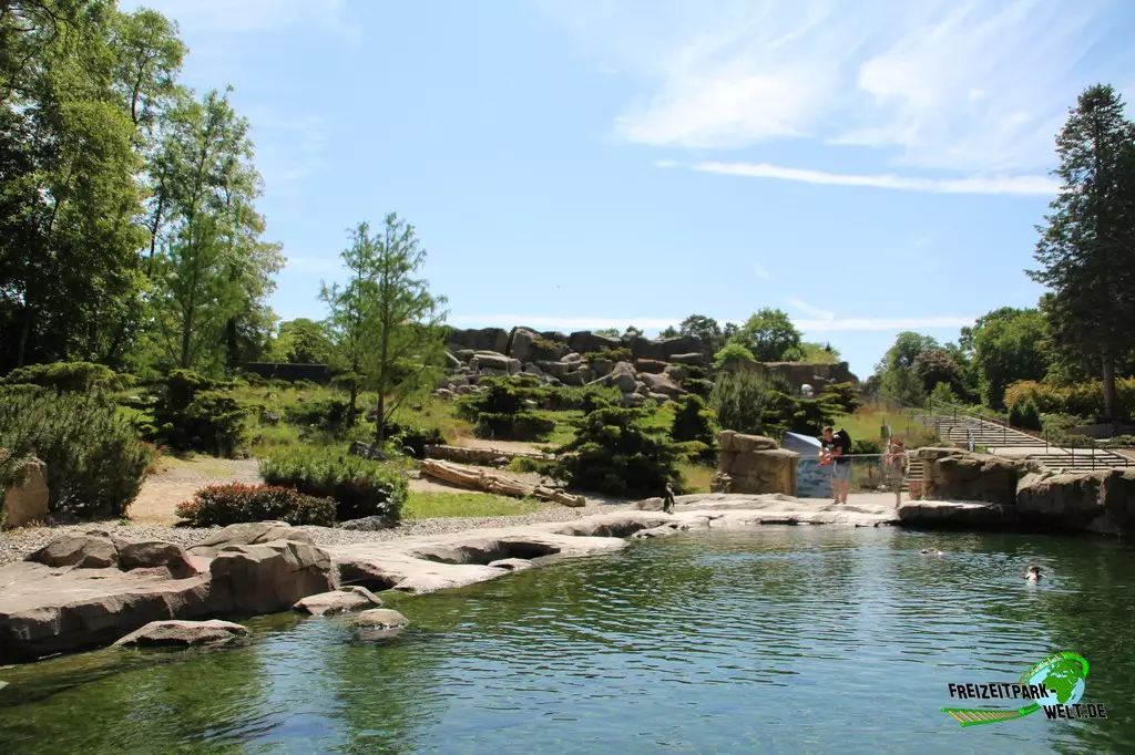 Humboldt-Pinguine im Zoo Rostock - 2023