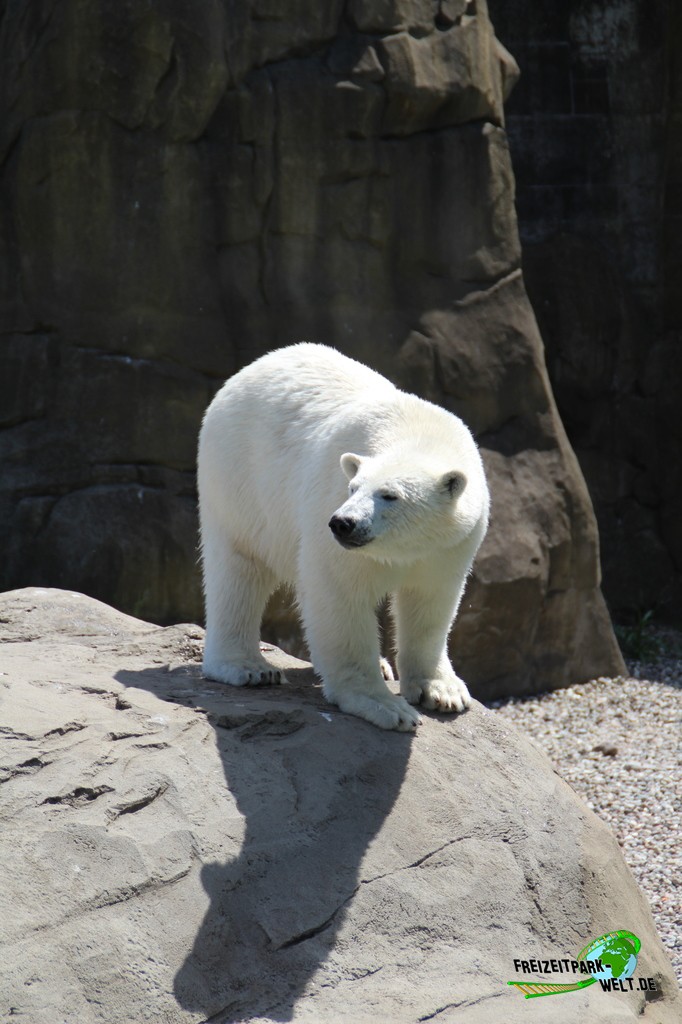 Eisbär im Zoo Rostock - 2023