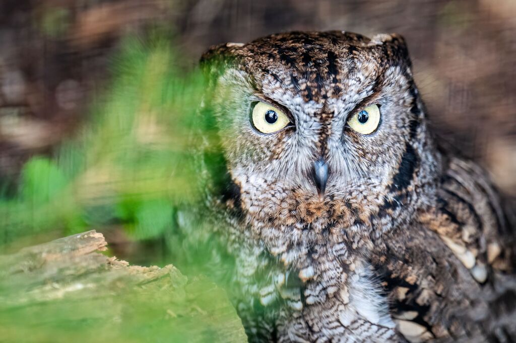 Zoo_Kreischeule im Zoo Rostock_Foto_Matthias Drübbisch.jpg