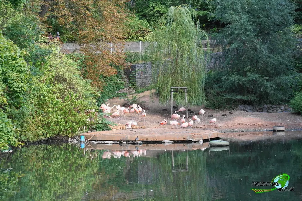 Chile-Flamingo im Zoo Saarbrücken - 2022