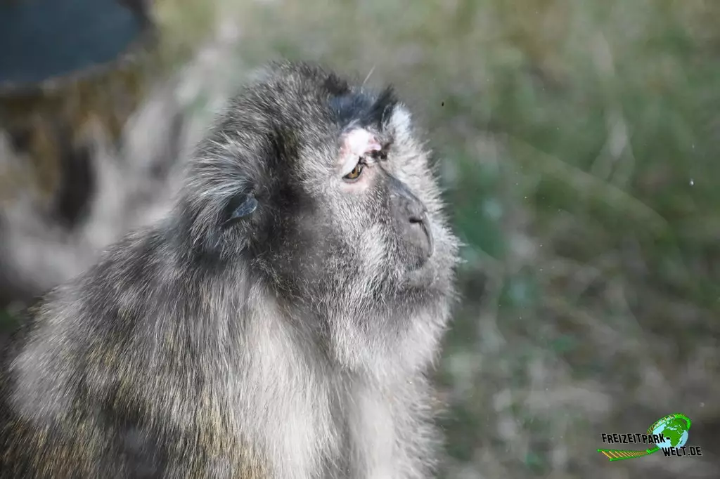 Javaneraffe im Zoo Saarbrücken - 2022