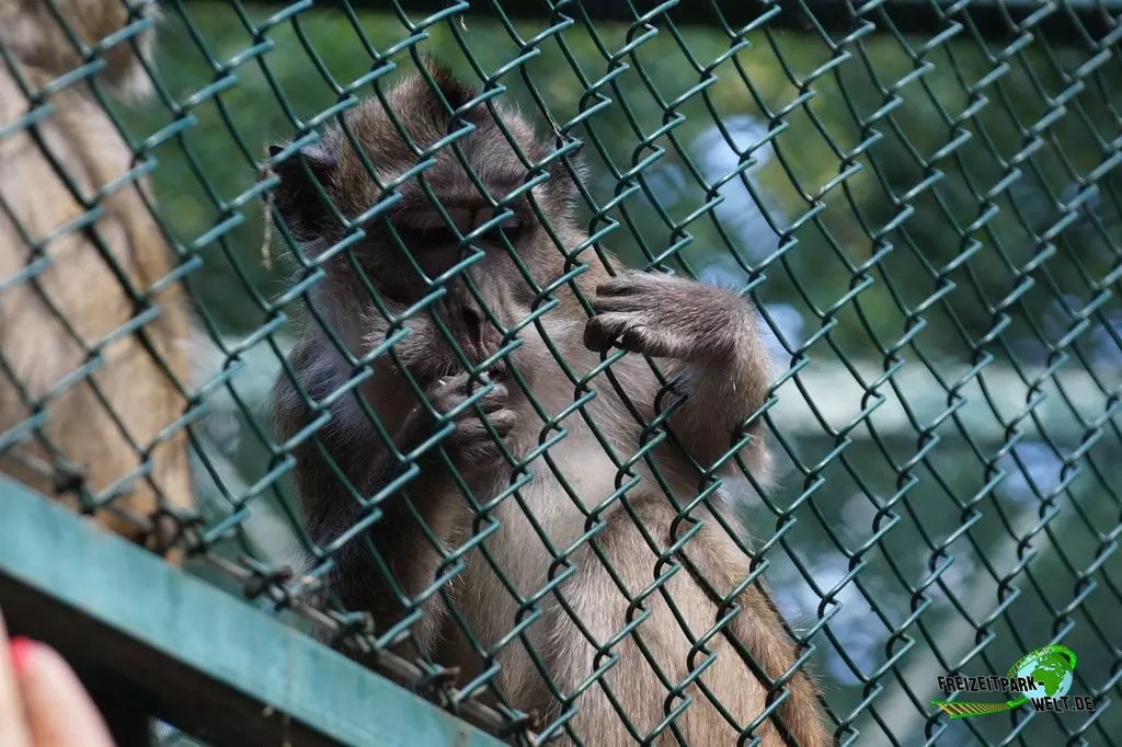 Javaneraffe im Zoo Saarbrücken - 2022