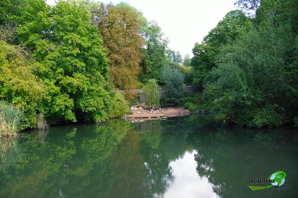 Chile-Flamingo im Zoo Saarbrücken - 2022