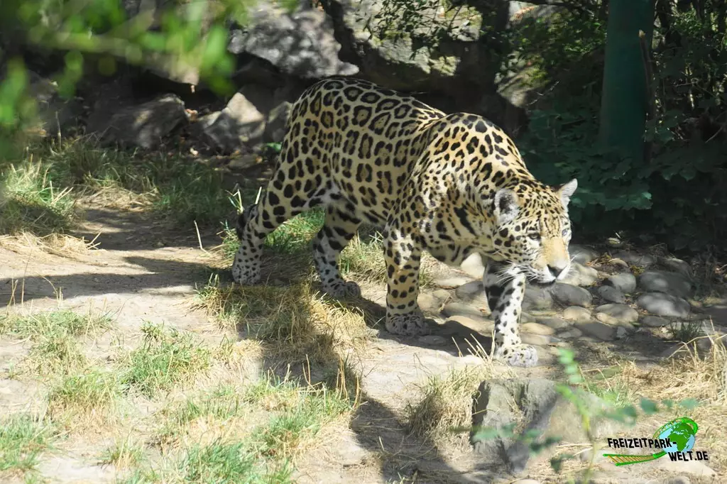 Jaguar im Zoo Saarbrücken - 2022