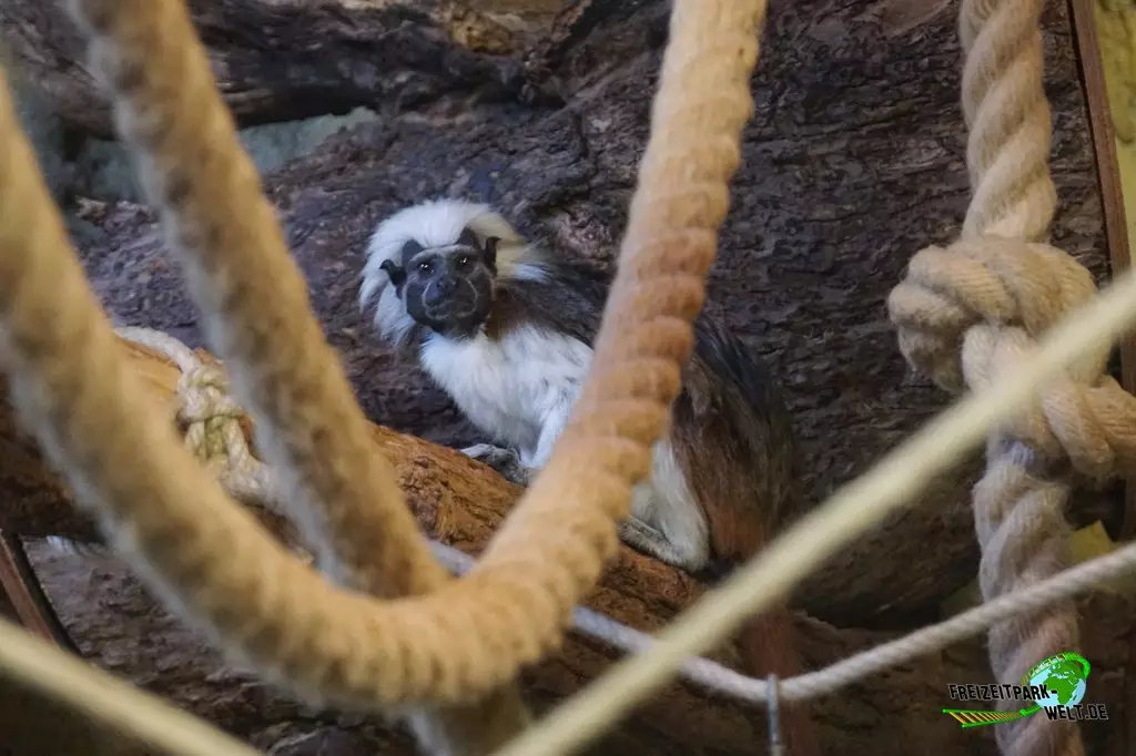 Lisztäffchen im Zoo Saarbrücken - 2022